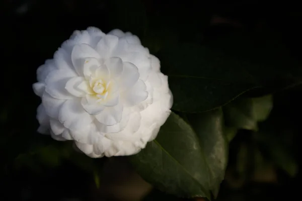 Camellia Japanese Also Known Common Camellia Open Flower Bud Dark — Stock Photo, Image