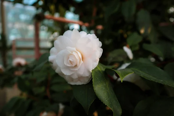 Camellia Japonais Également Connu Sous Nom Bourgeon Fleur Ouverte Camélia — Photo