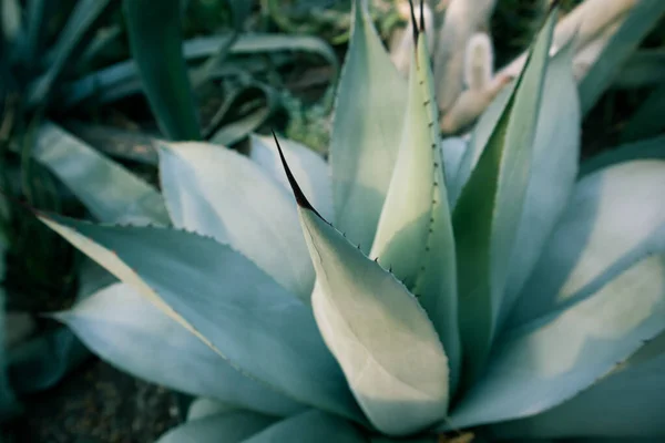 Hojas Gigantes Agave Azul Verde Con Espinas Afiladas Cultivando Flores —  Fotos de Stock