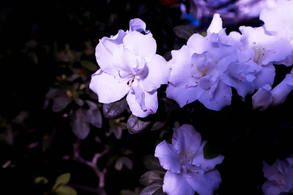 Azáleai Kert Virágzik Fehér Rhododendron Virágok Nyitott Rügyek Szirmok Között — Stock Fotó