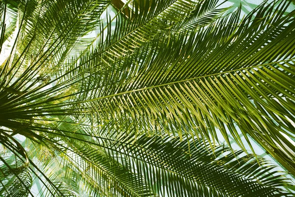 Palmeira Fresca Verde Brilhante Folhas Longas Vista Baixo Para Cima — Fotografia de Stock
