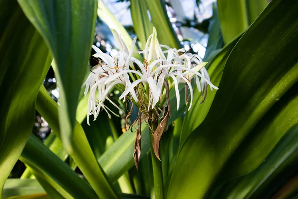 Crinum Asiaticum Florescendo Flores Brancas Entre Folhas Brilhantes Exuberantes Verdes — Fotografia de Stock