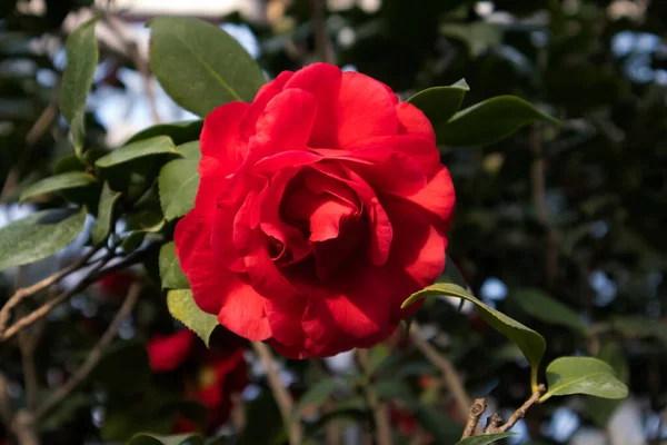 Unglaubliche Rote Kamelie Japanische Blütenknospe Auch Bekannt Als Gemeine Kamelie — Stockfoto