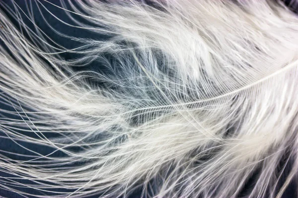 White Fluffy Bird Feather Macro Shot Dark Blue Background Contrasting — Stock Photo, Image