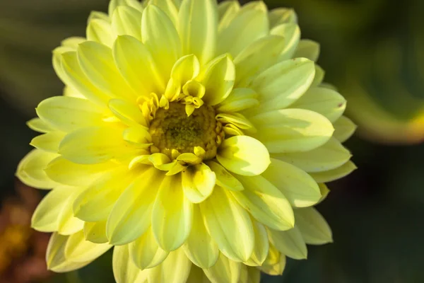 Jasnożółte Ozdobne Dahlia Kwiat Otwarte Płatki Pąków Zielonym Nieostrym Tle — Zdjęcie stockowe