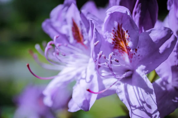 Violet Rhododendron Flowers Open Buds Delicate Petals Green Foliage Background — Stockfoto