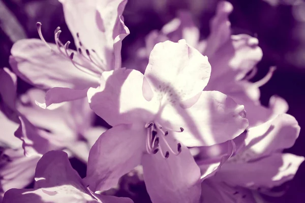 Violet Rhododendron Flowers Open Buds Delicate Petals Very Peri Toning — Stock fotografie