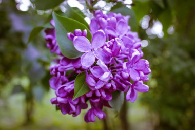 A branch of blooming lilacs or Syringa vulgaris in spring park against natural green background. Small purple violet flowers on blooming bush in botanical garden, park in May. Fragrant shrub in bloom. clipart