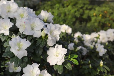 Azalea bahçesi tamamen çiçek açmış. Beyaz Rhododendron çiçekleri yeşil yapraklar arasında güpegündüz narin yapraklarla tomurcuklanır. Baharda çiçek açan çalılar botanik bahçesinde, parkta. Çiçek arka planı