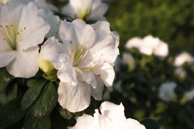 Azalea bahçesi tamamen çiçek açmış. Beyaz Rhododendron çiçekleri yeşil yapraklar arasında güpegündüz narin yapraklarla tomurcuklanır. Baharda çiçek açan çalılar botanik bahçesinde, parkta. Çiçek arka planı