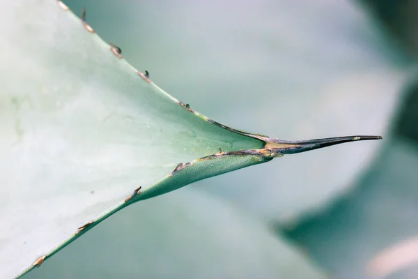 植物園で成長する鋭い棘のある巨大な青緑色のアガベの葉 アサガオ科植物の背景のテクスチャ 薬理学 化粧品製品に使用されるメキシコのエキゾチックな植物 サボテン多肉植物 — ストック写真