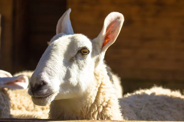 Hayvanat Bahçesinde Beyaz Şirin Leicester Koyunu Çiftlik Ahırında Koyun Yetiştirir — Stok fotoğraf