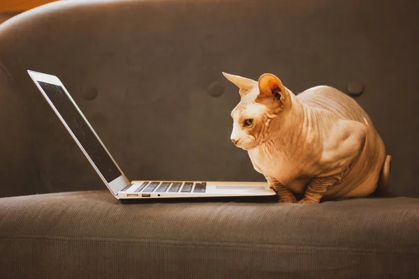 Gato Careca Negócios Trabalha Laptop Sentado Sofá Cinza Conceito Trabalhar — Fotografia de Stock