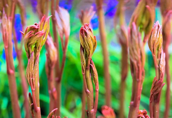 Brotos Peônia Jovens Arbustos Jardim Primavera Peônias Caules Vermelhos Verdes — Fotografia de Stock