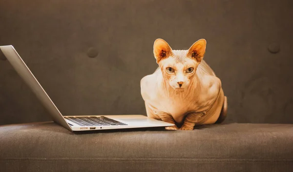 一只严肃的秃头猫坐在灰色的沙发上在笔记本电脑上工作 一个从家里远程工作的概念 家畜与技术的互动 加拿大Sphynx 狮身人面像猫 — 图库照片