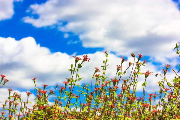 Zinnia Aşağıdan Beyaz Bulutlar Görünen Mavi Gökyüzüne Karşı Kırmızı Çiçekleri — Stok fotoğraf