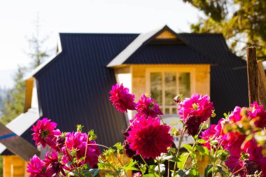 Konforlu kır evinin önünde çiçek açan güzel pembe çiçekler. İlkbaharda, yaz gününde defocus 'ta siyah çatılı kır evi. Bahçedeki çiçek tarhında Asterlar Banliyödeki özel bir konutun bahçesinde.