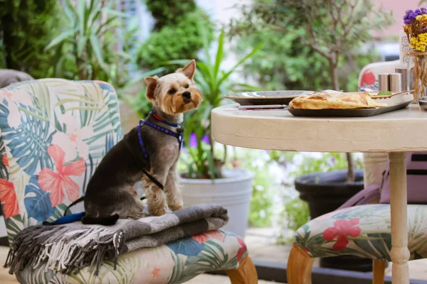 一只有趣而可爱的小约克郡猎狗坐在由宠物友好的咖啡店 餐馆和食物组成的平台上的一张椅子上 饿狗想吃东西 绿色植物空间 有选择的重点 — 图库照片