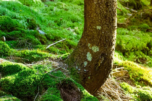 Дерево Ствол Земля Покрыты Зеленым Мхом Солнечный День Спасти Планету — стоковое фото