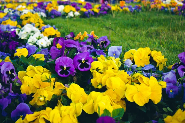 Fleurs Pâteuses Jaune Violet Tricolore Par Une Journée Ensoleillée Printemps — Photo