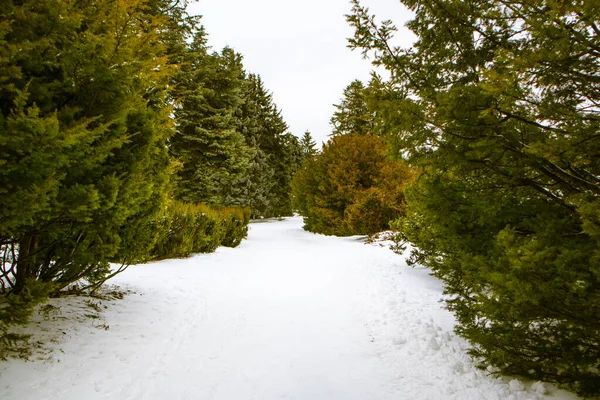 Amplio Sendero Sinuoso Bosque Invernal Pino Ramas Perennes Árboles Bosque — Foto de Stock