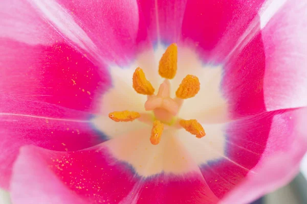 Yumuşak Yapraklı Pembe Lale Çiçeği Tomurcuğunun Kısmı Sarı Karamelli Lale — Stok fotoğraf