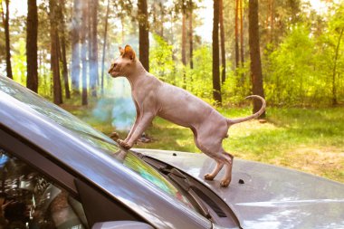 Ormanda arabanın kaputunda duran çıplak kel Kanada Sphynx kedisi. Ilık yaz ya da bahar günlerinde evcil hayvanlarla seyahat etmek. Kedi hayvan yoldaşı. Sfenks kedisiyle doğaya takılıp düşmek. İdeal ağırlıkta bir kedi vücudu..
