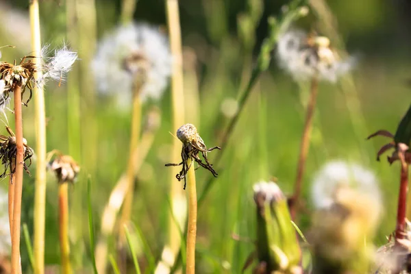 Blühende Reife Löwenzahnblüten Mit Samen Hohen Grünen Gras Vor Blauem — Stockfoto