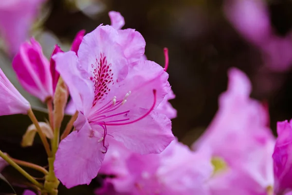 Rosafarbene Rhododendron Blüten Öffnen Bei Tageslicht Knospen Mit Zarten Blütenblättern — Stockfoto