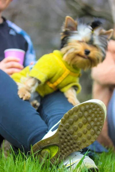 Selective focus on the sole of sneakers. People relaxing in nature in a green park, garden on a spring day. A small dog sits on the lap of its owner. People and puppy in defocus.