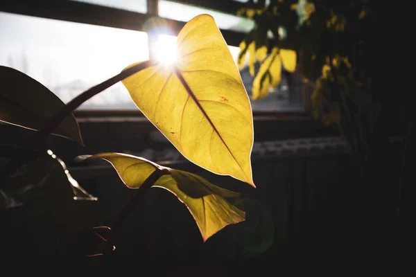 Hoja Caladio Tropical Forma Corazón Rayos Sol Rompiendo Las Hojas —  Fotos de Stock