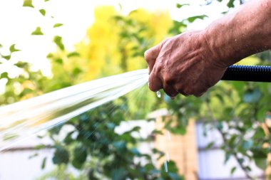 Sebze bahçesindeki bitkileri sulamak için hortum tutan bir adam. Güçlü bir jet, çimenlikteki bitkileri hedef alan temiz bir su akıntısı. Yazın bahçe bakımı. Su hortumunu yeşil zemine yakın tut.
