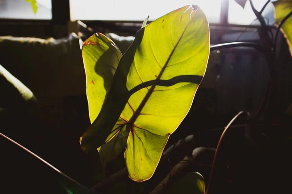 Hoja Caladio Tropical Forma Corazón Planta Oreja Elefante Con Sombras —  Fotos de Stock