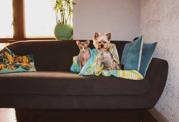 Egy Kis Yorkshire Terrier Kutya Kopasz Kanadai Szfinx Macska Egymás — Stock Fotó