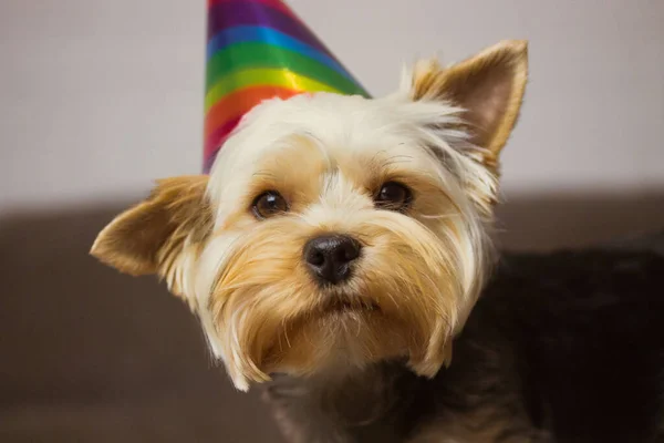 Portrait of a funny brown dog with a colorful holiday hat on head. Yorkshire Terrier doggy with cap. Concept of celebrating pet\'s birthday, New Year, Christmas, anniversary. Party with animals at home