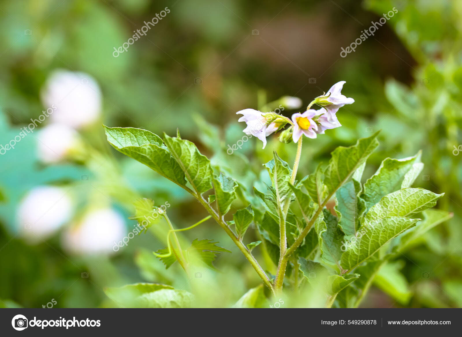 Flowering Potato Spring White Flowers Potato Bushes Planted Vegetable