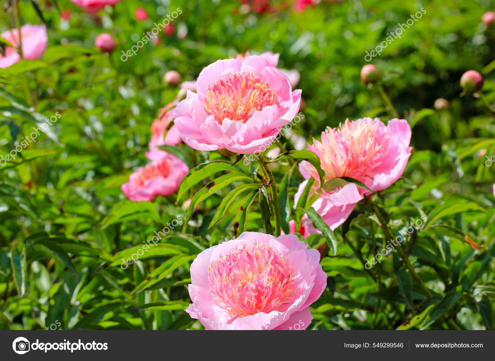 Flor sin abrir fotos de stock, imágenes de Flor sin abrir sin royalties | Depositphotos Flor sin abrir fotos de stock, imágenes de Flor sin abrir sin royalties | Depositphotos