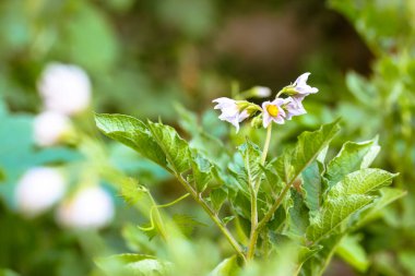 Baharda çiçek açan patates. Sebze bahçesine dikilmiş patates çalılarının üzerindeki beyaz çiçekler, çiftçi tarlası. Çiçekler açan organik sebzeler yeşil doğal arka plana karşı. Kırsal tarım.