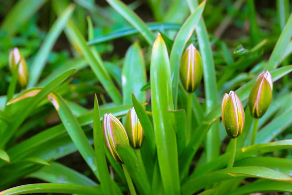 Closed Yellow White Buds First Spring Primrose Flowers Background Lush — Fotografia de Stock