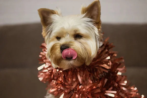 Cute Brown Fluffy Yorkshire Terrier Dog Red Tinsel Neck Licking — Stock Photo, Image