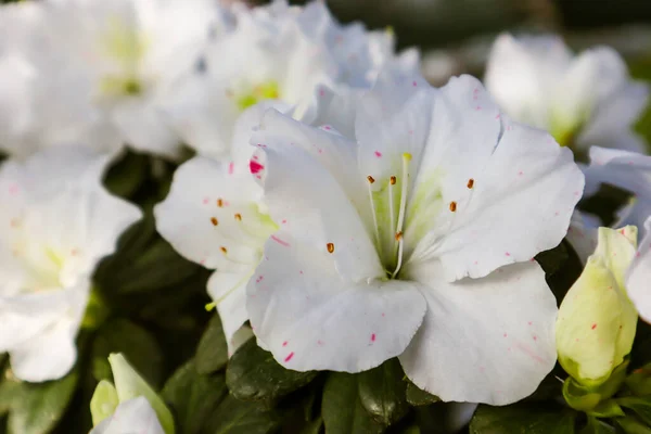 Azaleengarten Voller Blüte Weiße Rhododendronblüten Öffnen Bei Tageslicht Knospen Mit — Stockfoto