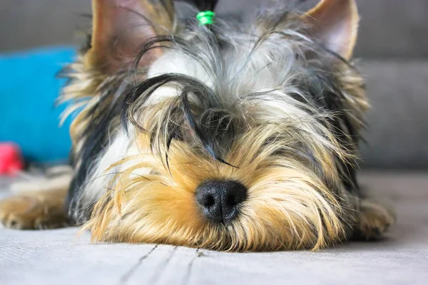 Funny hairy Yorkshire Terrier dog portrait. Playful cute yorkie puppy with brown muzzle posing indoors with long hair lies on a couch in the interior. Canine theme. Pet resting at home. Needs haircut.