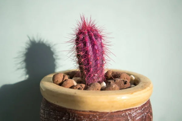 An unusual pink cactus with long prickles grows in pot against light blue wall at sunny day. Desert plant in a home interior. Breeding cacti, succulents concept. Colorful Cactus Echinocactus of Gruson