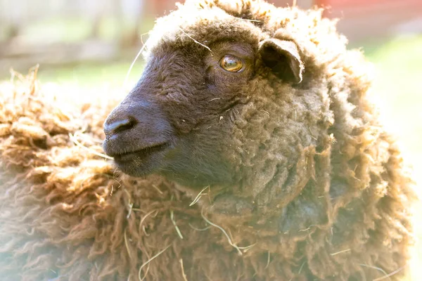 Komik Kıvırcık Kahverengi Siyah Yüzlü Koyunun Portresi Çayır Kalem Çayırda — Stok fotoğraf