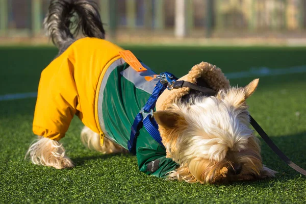 날씨가 맑은 날 축구 경기장의 초록빛 잔디 위에 놓여 있는 멋지고 따뜻 한 옷을 입은 특이 한 요크셔 테리어 집개. 사랑 스러운 강아지 강아지, 강아지가 막대기를 씹으며 거리에서 노는 모습. — 스톡 사진