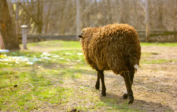 Çiftlik otlağındaki bir ağıldaki komik kıvırcık kahverengi koyun güneşli bir günde yeşil çimlerin üzerinde otluyor. Hayvanlar çiftçilik yapıyor. Çiftlik hayvanları, sığır yetiştiriciliği, tarım kavramı. Açıklıkta yürüyen bir koyun. — Stok fotoğraf