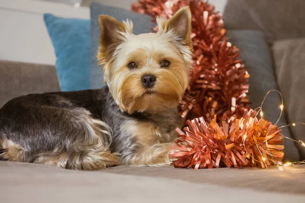 Cute brown fluffy Yorkshire Terrier dog with red tinsel glowing garland is lying on sofa. Decor for New Year 2022 Christmas tree. Pet indoors, space for text. Funny puppy muzzle with sad eyes big ears — Stock Photo, Image