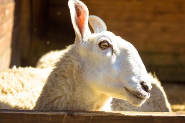 Hayvanat bahçesinde beyaz, şirin Leicester koyunu. Çiftlik ahırında koyun yetiştirir. Ahşap arka planda komik tüylü koyun ağızlığı. Güneşli bir günde çiftçilik, tarım, çiftlik hayvanları. 