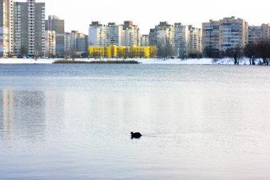 Kyiv, Ukrayna, 1 Ocak 2022. Siyah dalış yapan su kuşu, Aythya ördeği gölette, gölde, nehirde, soğuk kış gününde yüzüyor. Çok katlı apartmanlar, ufukta parlak sarı bir ev. Şehir manzarası