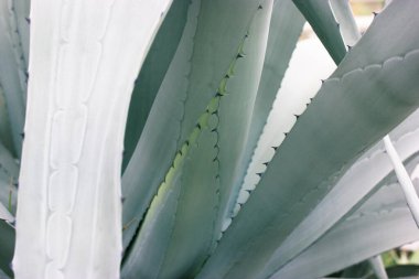 Keskin dikenli dev mavi-yeşil agave yaprakları. Büyüyen çiçekler. Botanik bahçesi. Kuşkonmazın arka plan dokuları. Meksika 'nın egzotik bitkileri farmakolojide, kozmetik ürünlerde kullanılır. Kaktüs sulu